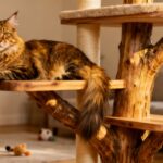 Choisir l'arbre à chat idéal pour les grands chats sans aucun texte