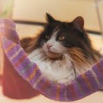 Maintenant que j'ai déniché ce hamac très confortable, si seulement cet humain voulait lâcher cet appareil...