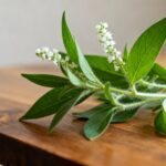 La cataire, la plante qui charme les chats sans aucun texte