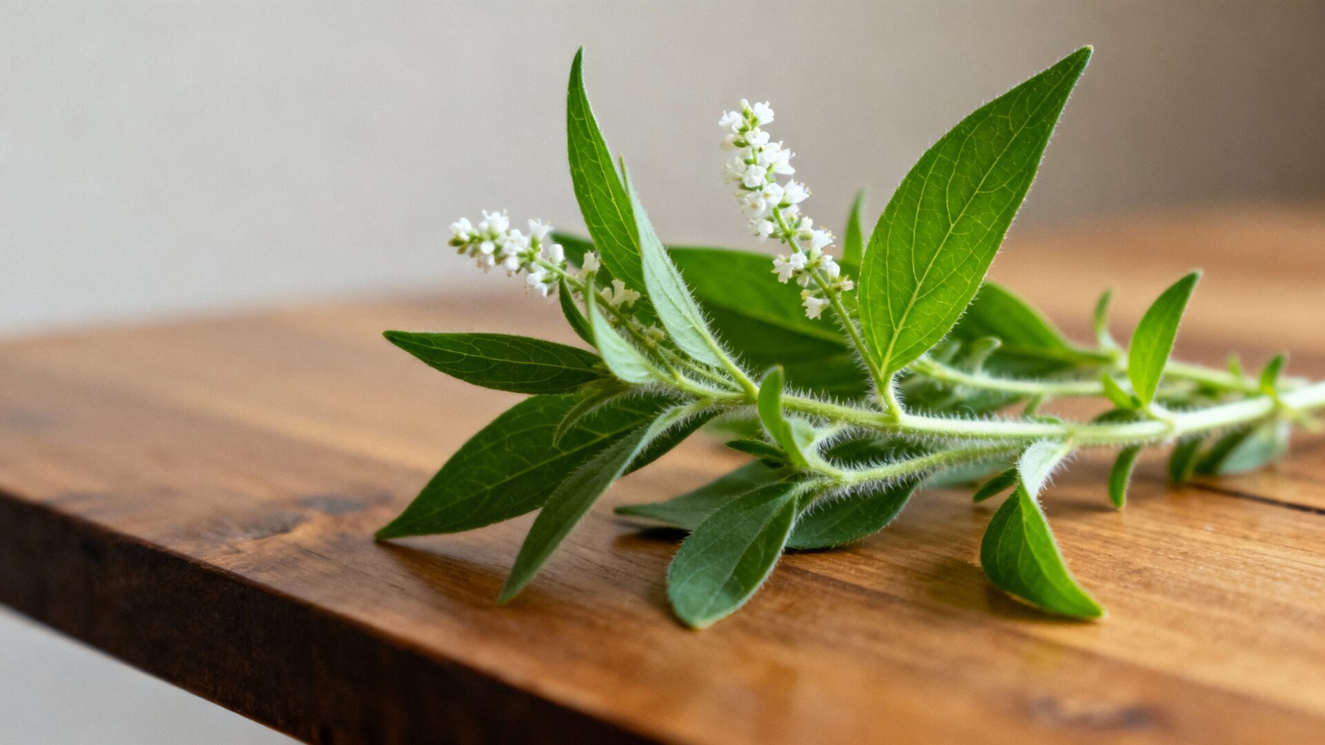 La cataire, la plante qui charme les chats