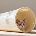 Tube pour arbre à chat : l'accessoire idéal pour votre félin sans aucun texte