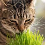 Donner de l'herbe à chat : bienfaits et fréquence recommandées sans aucun texte