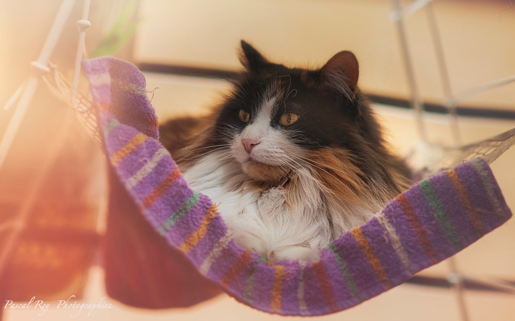 Maintenant que j\'ai déniché ce hamac très confortable, si seulement cet humain voulait lâcher cet appareil...