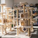 Choisir le meilleur arbre à chat chez maxi zoo sans aucun texte