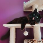 un chat noir sur un arbre à chat